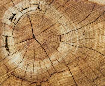 wood slice
