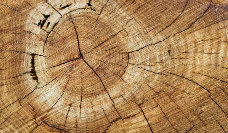 wood slice
