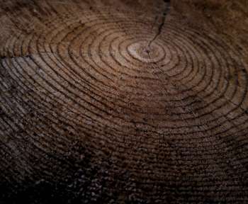 Close-up of growth rings in a thick tree stump