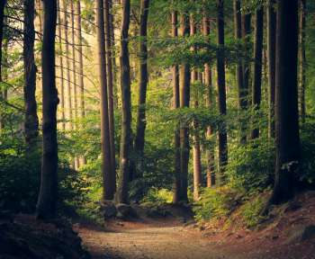 forest trees