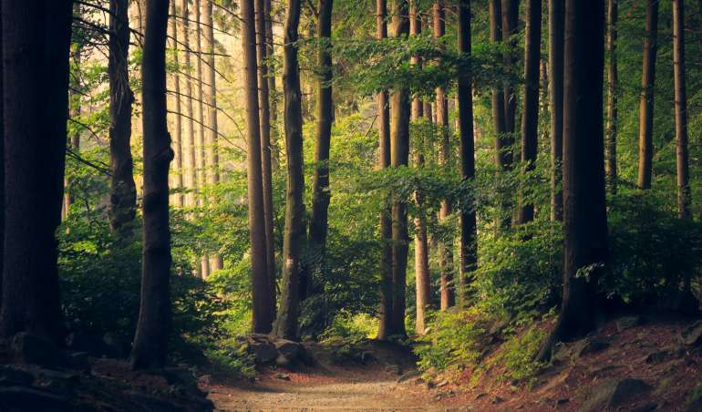 forest trees