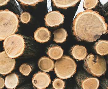 pile of tree trunks