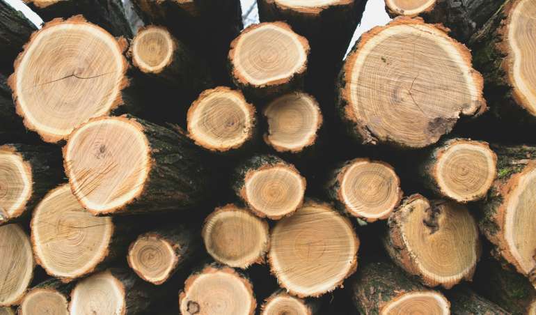 pile of tree trunks