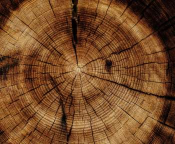 photo of brown wood slab